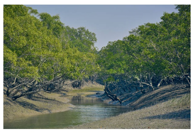 Sundarbans Travel Tips for Adventurers