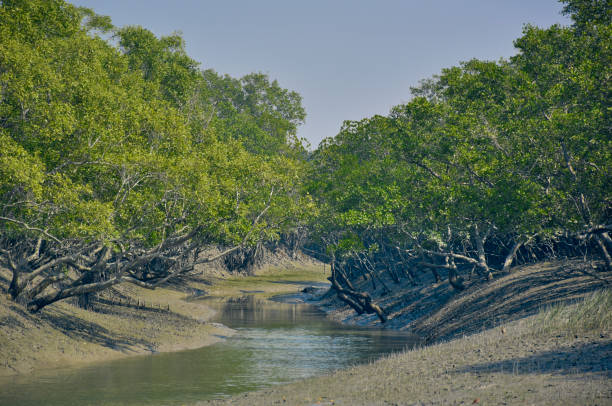 Sundarbans Travel Tips for Adventurers